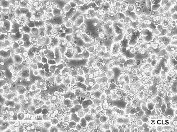 LS513 cell