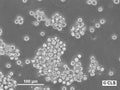 LS-CLS cell