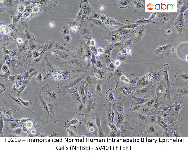 Immortalized Normal Human Intrahepatic Biliary Epithelial Cells (NhIBE) - SV40T+hTERT | Applied Biological Materials (abm)
