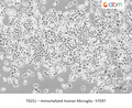 Immortalized Human Microglia - hTERT – Figure 1 of 1