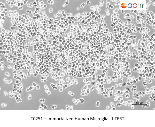 Immortalized Human Microglia - hTERT – Figure 1 of 1