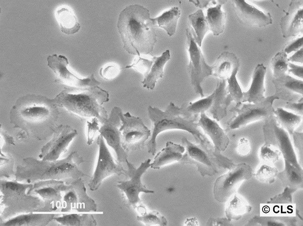 LXF-289 cell