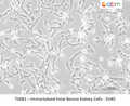 Immortalized Fetal Bovine Kidney Cells - SV40 – Figure 1 of 1