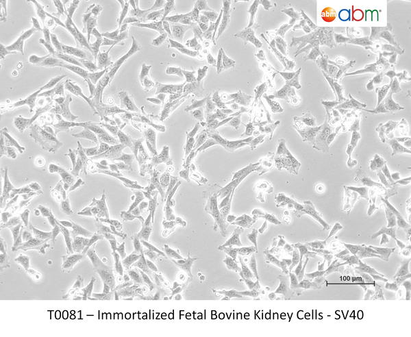 Immortalized Fetal Bovine Kidney Cells - SV40 – Figure 1 of 1