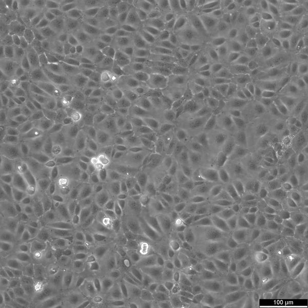 M-1 cell