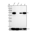 Anti-p53 TP53 Rabbit Monoclonal Antibody