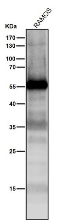 All lanes use the Antibody at 1:1K dilution for 1 hour at room temperature.