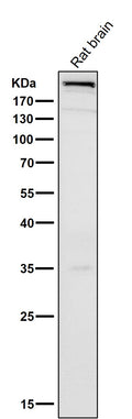 All lanes use the Antibody at 1:500 dilution for 1 hour at room temperature.