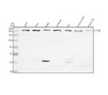 Anti-mTOR/Tor Rabbit Monoclonal Antibody