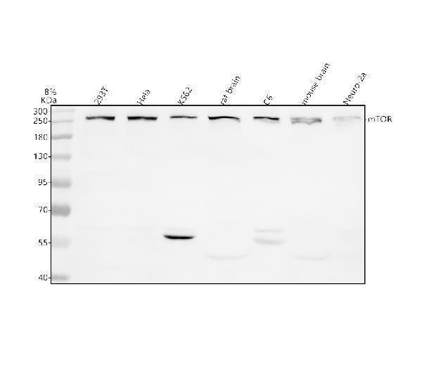 Anti-mTOR/Tor Rabbit Monoclonal Antibody