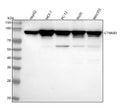 Anti-beta Catenin CTNNB1 Rabbit Monoclonal Antibody