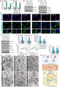 Anti-PTEN Rabbit Monoclonal Antibody