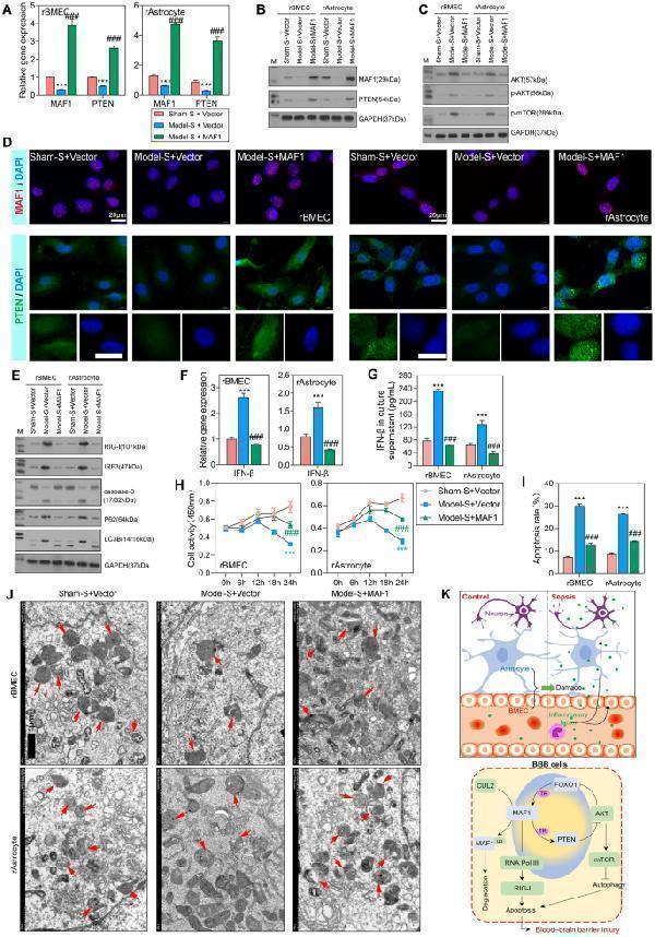 Anti-PTEN Rabbit Monoclonal Antibody