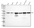 Anti-PTEN Rabbit Monoclonal Antibody