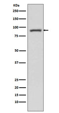 Anti-STAT3 Rabbit Monoclonal Antibody
