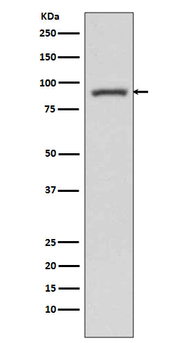 Anti-STAT3 Rabbit Monoclonal Antibody