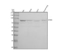 Anti-STAT3 Rabbit Monoclonal Antibody