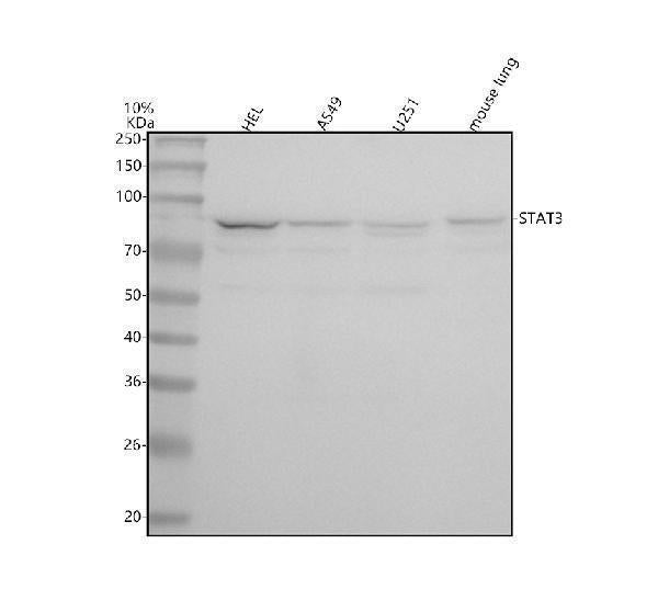 Anti-STAT3 Rabbit Monoclonal Antibody