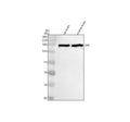 Anti-APC Monoclonal Antibody