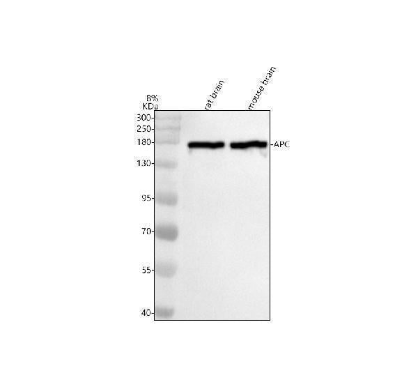 Anti-APC Monoclonal Antibody