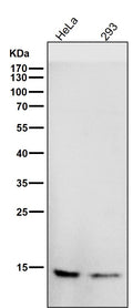 All lanes use the Antibody at 1:1K dilution for 1 hour at room temperature.
