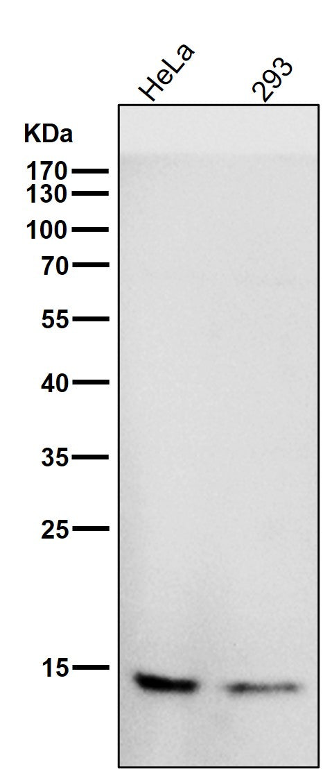 All lanes use the Antibody at 1:1K dilution for 1 hour at room temperature.