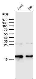 All lanes use the Antibody at 1:1K dilution for 1 hour at room temperature.