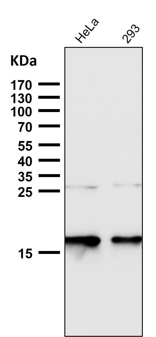All lanes use the Antibody at 1:1K dilution for 1 hour at room temperature.
