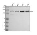 Anti-SIRT1 Monoclonal Antibody