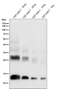 Anti-TGF beta 1 Rabbit Monoclonal Antibody
