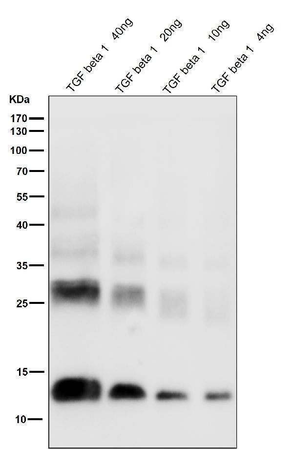 Anti-TGF beta 1 Rabbit Monoclonal Antibody