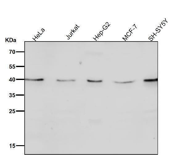 Anti-CTLA4 (CD152) Monoclonal Antibody