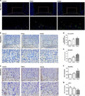 Anti-EGFR (ErbB 1) Monoclonal Antibody