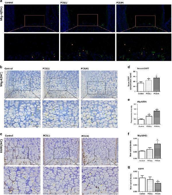 Anti-EGFR (ErbB 1) Monoclonal Antibody