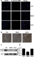 Anti-AKT1 Monoclonal Antibody