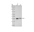 Anti-MyD88 Monoclonal Antibody