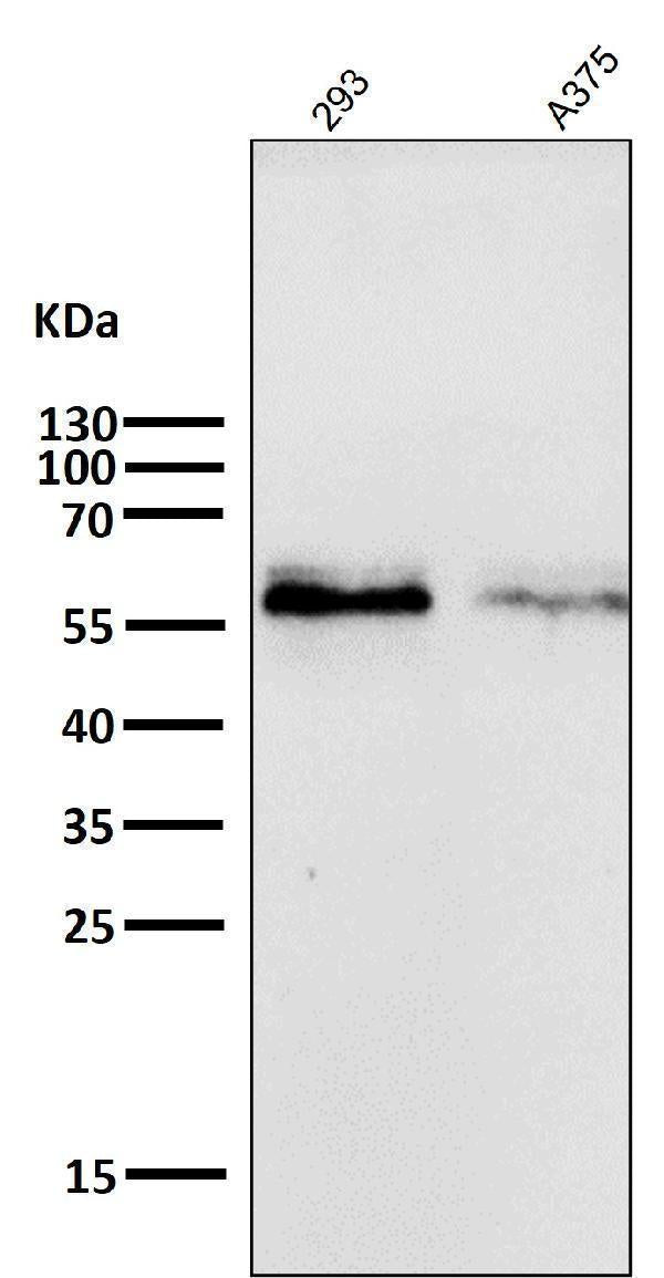 All lanes use the Antibody at 1:1W dilution for 1 hour at room temperature.
