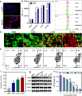 Anti-JAK2 Monoclonal Antibody
