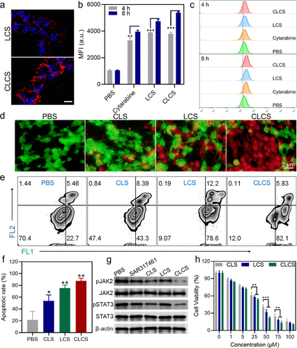 Anti-JAK2 Monoclonal Antibody