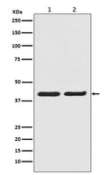 Western blot analysis of ERK2 in (1) A431 cell lysate; (2) HeLa cell lysate.