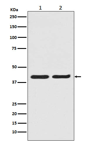 Western blot analysis of ERK2 in (1) A431 cell lysate; (2) HeLa cell lysate.