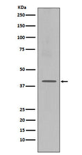 Western blot analysis of CXCR4 expression in Jurkat cell lysate.