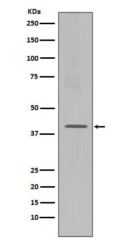 Western blot analysis of CXCR4 expression in Jurkat cell lysate.