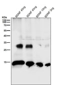 Anti-BDNF Rabbit Monoclonal Antibody