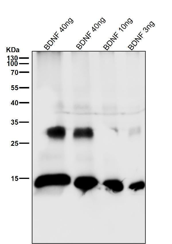 Anti-BDNF Rabbit Monoclonal Antibody