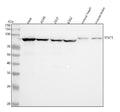 Anti-STAT1 Rabbit Monoclonal Antibody