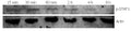 Anti-STAT1 Antibody Picoband® (monoclonal, 12C7)