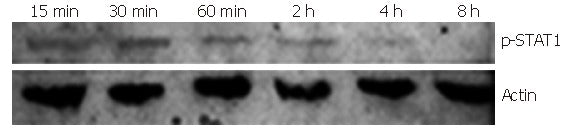 Anti-STAT1 Antibody Picoband® (monoclonal, 12C7)