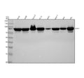 Anti-STAT1 alpha Rabbit Monoclonal Antibody