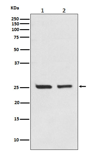 Western blot analysis of Bcl-2 expression in (1) Jurkat cell lysate;(2) MCF-7 cell lysate.